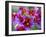 Painted Tongue Blooms, Sammamish, Washington, USA-Darrell Gulin-Framed Photographic Print