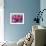 Painted Tongue Blooms, Sammamish, Washington, USA-Darrell Gulin-Framed Photographic Print displayed on a wall