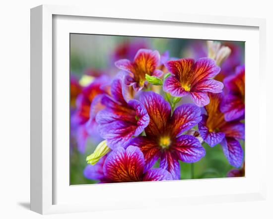 Painted Tongue Blooms, Sammamish, Washington, USA-Darrell Gulin-Framed Photographic Print