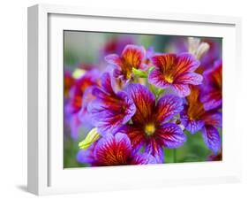 Painted Tongue Blooms, Sammamish, Washington, USA-Darrell Gulin-Framed Photographic Print