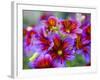 Painted Tongue Blooms, Sammamish, Washington, USA-Darrell Gulin-Framed Photographic Print