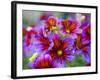 Painted Tongue Blooms, Sammamish, Washington, USA-Darrell Gulin-Framed Photographic Print