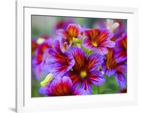 Painted Tongue Blooms, Sammamish, Washington, USA-Darrell Gulin-Framed Photographic Print