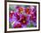 Painted Tongue Blooms, Sammamish, Washington, USA-Darrell Gulin-Framed Photographic Print