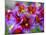 Painted Tongue Blooms, Sammamish, Washington, USA-Darrell Gulin-Mounted Photographic Print