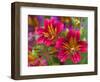 Painted Tongue Blooms, Sammamish, Washington, USA-Darrell Gulin-Framed Photographic Print