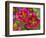 Painted Tongue Blooms, Sammamish, Washington, USA-Darrell Gulin-Framed Photographic Print