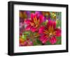 Painted Tongue Blooms, Sammamish, Washington, USA-Darrell Gulin-Framed Photographic Print