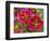 Painted Tongue Blooms, Sammamish, Washington, USA-Darrell Gulin-Framed Photographic Print