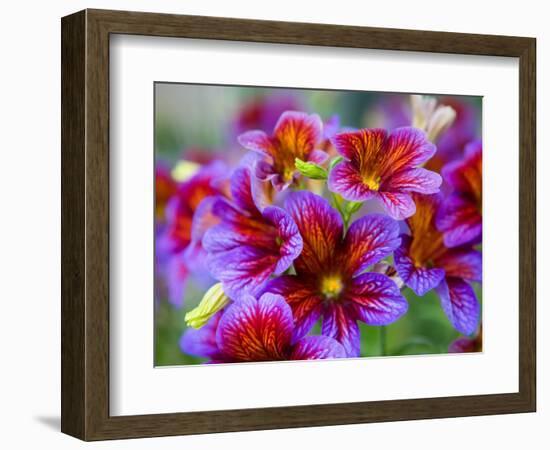 Painted Tongue Blooms, Sammamish, Washington, USA-Darrell Gulin-Framed Photographic Print