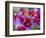 Painted Tongue Blooms, Sammamish, Washington, USA-Darrell Gulin-Framed Photographic Print