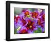 Painted Tongue Blooms, Sammamish, Washington, USA-Darrell Gulin-Framed Photographic Print