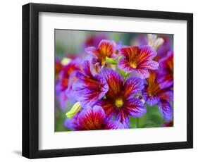 Painted Tongue Blooms, Sammamish, Washington, USA-Darrell Gulin-Framed Photographic Print