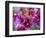 Painted Tongue Blooms, Sammamish, Washington, USA-Darrell Gulin-Framed Photographic Print