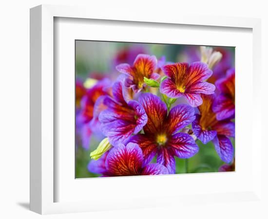 Painted Tongue Blooms, Sammamish, Washington, USA-Darrell Gulin-Framed Photographic Print