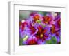 Painted Tongue Blooms, Sammamish, Washington, USA-Darrell Gulin-Framed Photographic Print