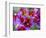 Painted Tongue Blooms, Sammamish, Washington, USA-Darrell Gulin-Framed Photographic Print