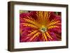 Painted tongue flower-Jim Engelbrecht-Framed Photographic Print