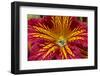 Painted tongue flower-Jim Engelbrecht-Framed Photographic Print