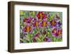 Painted tongue flowers in purple and gold-Darrell Gulin-Framed Photographic Print