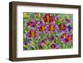 Painted tongue flowers in purple and gold-Darrell Gulin-Framed Photographic Print