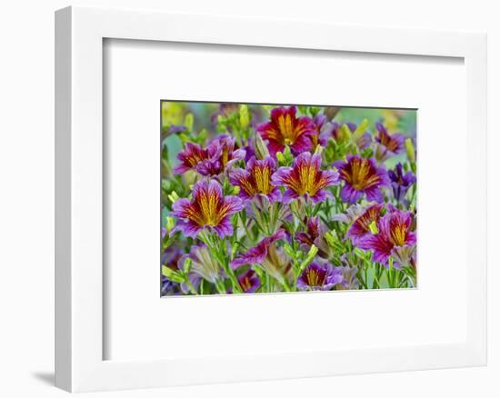 Painted tongue flowers in purple and gold-Darrell Gulin-Framed Photographic Print