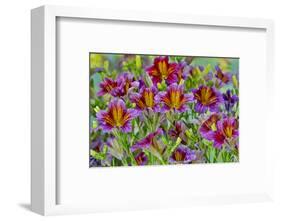 Painted tongue flowers in purple and gold-Darrell Gulin-Framed Photographic Print