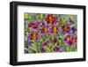 Painted tongue flowers in purple and gold-Darrell Gulin-Framed Photographic Print