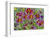 Painted tongue flowers in purple and gold-Darrell Gulin-Framed Photographic Print