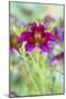 Painted tongue flowers in purple and gold-Darrell Gulin-Mounted Photographic Print