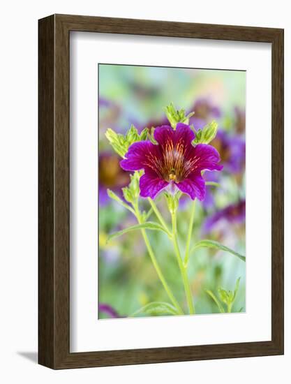 Painted tongue flowers in purple and gold-Darrell Gulin-Framed Photographic Print