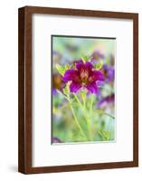 Painted tongue flowers in purple and gold-Darrell Gulin-Framed Photographic Print