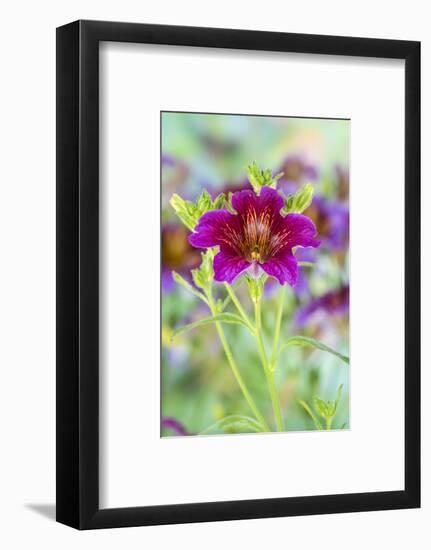 Painted tongue flowers in purple and gold-Darrell Gulin-Framed Photographic Print