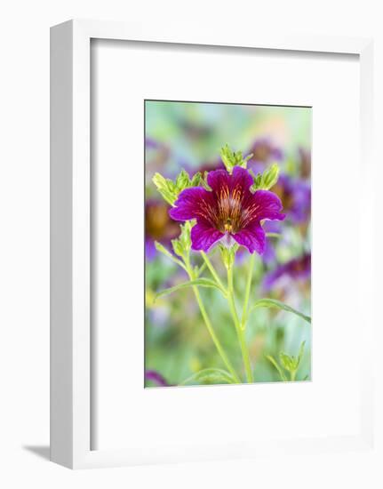 Painted tongue flowers in purple and gold-Darrell Gulin-Framed Photographic Print