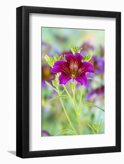 Painted tongue flowers in purple and gold-Darrell Gulin-Framed Photographic Print