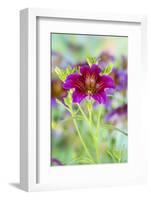 Painted tongue flowers in purple and gold-Darrell Gulin-Framed Photographic Print