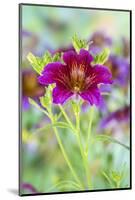 Painted tongue flowers in purple and gold-Darrell Gulin-Mounted Photographic Print