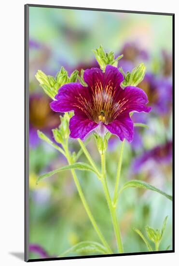 Painted tongue flowers in purple and gold-Darrell Gulin-Mounted Photographic Print