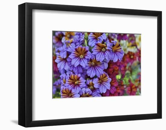 Painted tongue in Longwood Gardens Conservatory, Pennsylvania-Darrell Gulin-Framed Photographic Print