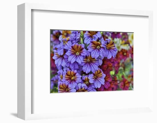 Painted tongue in Longwood Gardens Conservatory, Pennsylvania-Darrell Gulin-Framed Photographic Print