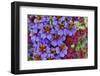 Painted tongue in Longwood Gardens Conservatory, Pennsylvania-Darrell Gulin-Framed Photographic Print