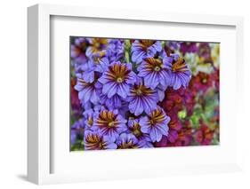 Painted tongue in Longwood Gardens Conservatory, Pennsylvania-Darrell Gulin-Framed Photographic Print