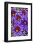 Painted tongue in Longwood Gardens Conservatory, Pennsylvania-Darrell Gulin-Framed Photographic Print