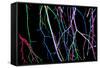 Painted Tree Branches-pea1-Framed Stretched Canvas