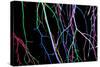 Painted Tree Branches-pea1-Stretched Canvas