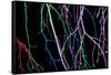 Painted Tree Branches-pea1-Framed Stretched Canvas