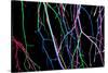 Painted Tree Branches-pea1-Stretched Canvas