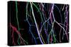 Painted Tree Branches-pea1-Stretched Canvas