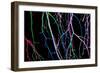 Painted Tree Branches-pea1-Framed Premium Giclee Print