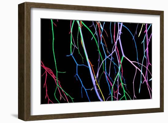 Painted Tree Branches-pea1-Framed Art Print